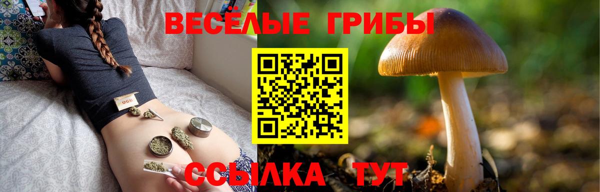 Псилоцибиновые грибы Psilocybine cubensis Свободный